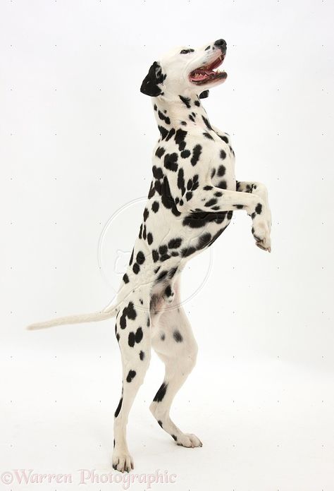 dalmation dog photo | Playful Dalmatian dog standing on hind legs photo - WP38639 Dog Standing On Two Legs Drawing, Dog On Hind Legs Reference, Dogs Standing Up, Dog On Hind Legs Drawing, Playful Dog Pose, Dog Standing Up, Dog Reference Photo, Cluster Drawing, Attitude Photo