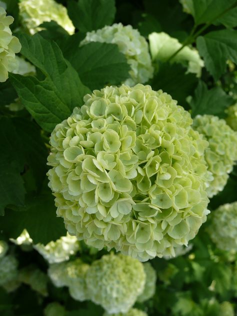 Viburnum opulus Hydrangea Green, Colourful Garden, Viburnum Opulus, Flannel Flower, Mock Orange, Hydrangea Colors, Flower School, Green Hydrangea, Spring Weddings