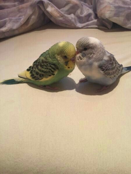 Baby Budgies, Budgies Parrot, Budgies Bird, Funny Parrots, Parakeets, Funny Birds, Cute Animal Photos, Pretty Birds, Cute Birds