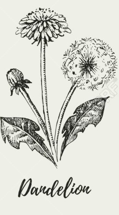 Dandelion Flower Drawing, Botanical Dandelion Tattoo, Tattoo Dandelion, Dandelion Sketch, Dandelion Line Art, Dandelion Sketch Tattoo, Dandelion Tattoo Linework, Dandelion Simple Drawing, Dandelion Line Drawing