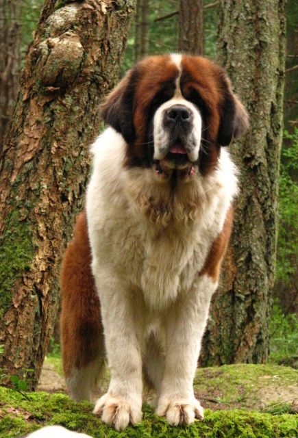 Majestic looking St. Bernard. I want to Hug, kiss, and play with one!!!<3 San Bernard, St Bernards, Saint Bernards, Dogs Big, St Bernard Puppy, Huge Dogs, St Bernard Dogs, Bernard Dog, Giant Dogs