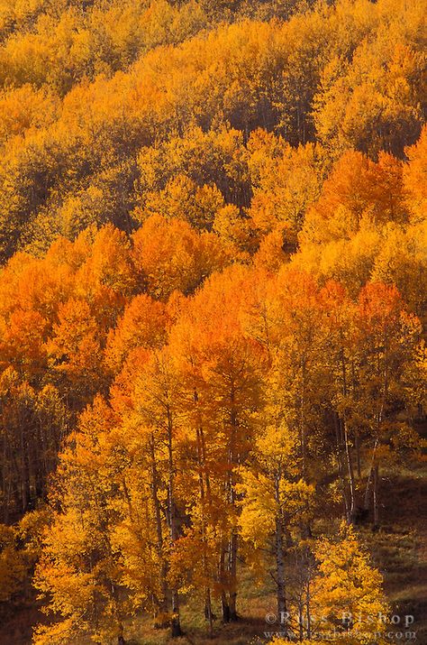 Soft light on orange and golden fall aspens in the San Juan Mountains, San Juan National Forest, Colorado USA San Juan Mountains, Cover Templates, Good Morning Beautiful Pictures, Autumn Foliage, Autumn Magic, Aspen Trees, Autumn Scenes, Colorado Usa, Orange Aesthetic