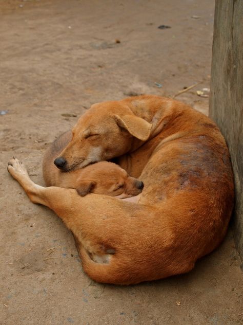 Dogs Sleeping, Lode A Dio, Cutest Animals On Earth, Street Dogs, Very Cute Dogs, Pretty Animals, Cute Animal Photos, Cute Cats And Dogs, Cute Creatures