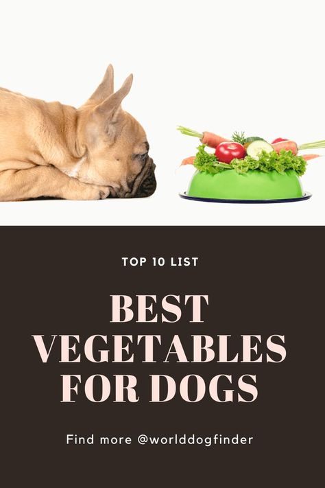 There is a lot of debate still going on whether dogs are carnivores or omnivores, but there is no denying some vegetables can offer different health benefits to dogs. You might want to consider looking for dog foods that include one of these veggies or include them in your dog’s diet on your own. If you want to know which vegetables dogs can eat, check out this list of the best veggies for dogs. Veggies For Dogs, List Of Veggies, Best Veggies, Dog Vegetables, Best Vegetables, Vegetable Benefits, List Of Vegetables, Dog Foods, Veggie Dogs