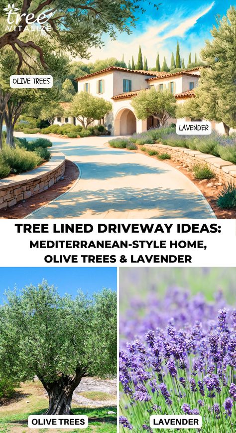 Ornamental Pear Tree, Ideas For Front Yard, Acreage Landscaping, Lined Driveway, Circle Driveway, Driveway Entrance Landscaping, Types Of Trees, Driveway Ideas, Tree Lined Driveway