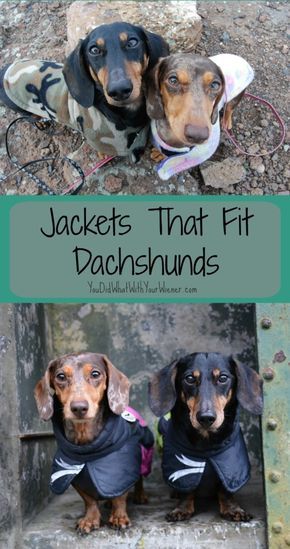 Jackets that Fit Dachshunds Dog Jackets, Fit Dogs, Dachshund Breed, Dachshund Clothes, Dachshund Funny, Warm Jackets, Miniature Dachshunds, Dapple Dachshund, Weiners