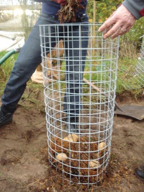 Potato Planters - wire alternative to the wooden potato tower (just can't harvest from the bottom as you go) Potato Tower, Potato Planters, Vertical Vegetable Gardens, Garden Tiles, Garden Flower Beds, Cap Art, Tower Garden, Have Inspiration, Seasonal Garden