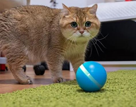 Pet Ball, Animal Clothing, Pet Items, 57 Chevy, Motion Sensors, Play Ball, Play Activities, Cat Friendly, Feeling Happy