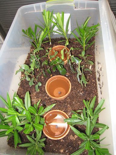 Vege Garden, Ideas For Short Nails, Propagation Station, Gardening Inspiration, Garden Hacks, Propagating Succulents, Plant Growing, Nail Design Ideas, Succulent Arrangements