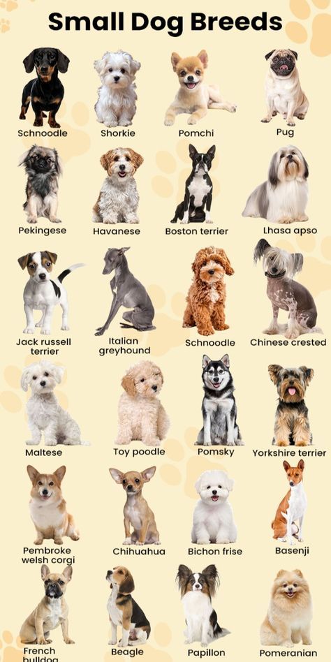 Dog Breeds Cute, Small Dogs Breed, Cut Dogs, Best Small Dog Breeds, Fluffy Dog Breeds, Dog Breeds That Dont Shed, Dog Infographic, Tiny Dog Breeds, Best Small Dogs