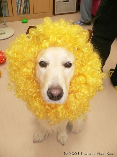 golden lion Golden Lions, Golden Years, My Hair, Dog Life, Dog Love, Love Of My Life, Golden Retriever, Lion, Wigs