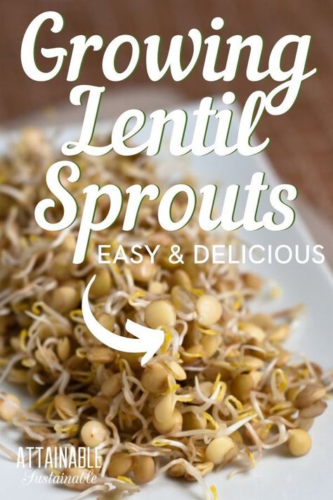 Sprouting Lentils, Sprout Lentils, How To Sprout Lentils, Lentil Sprouts, Sprouted Lentils, Growing Sprouts, Lentil Tacos, Baking Hacks, Dried Lentils