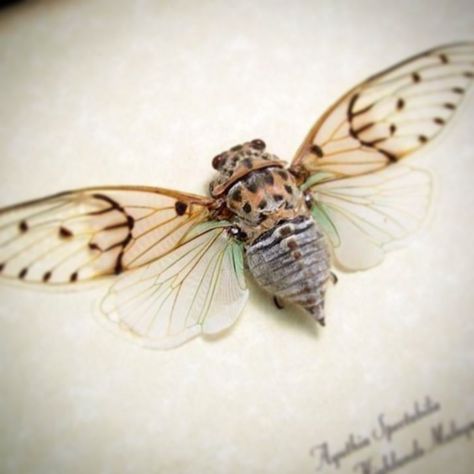 Ghost Cicada, Cicada Tattoo, Insects Names, Framed Butterflies, Framed Insect, Real Ghost, Insect Taxidermy, Surealism Art, Halloween Ghost Decorations