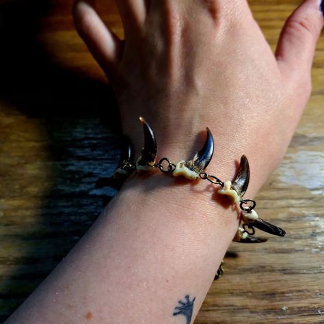 + Coyote Claw Bracelet + Something completely new to my shop! $30 - one available Dm to claim or find me at an upcoming vendor market! . . odd-moth.com . . #oddmoth #oddmothcraftandcurio #whimsigoth #smallbusiness #smallbusinessowner #shopsmallbusiness #supportsmallbusiness #cottagecore #darkcottagecore #darkacademia #crystaljewelry #bones #bonejewelry #entomology #entomologyart #fairycore #goblincore #witchyjewelry #vultureculture #odditiesdecor #oddities #odditiesjewelry #coyoteclawjewe... Oddity Jewelry, Moth Craft, Vendor Market, Oddities Jewelry, Claw Bracelet, Oddities Decor, Entomology Art, Vulture Culture, Goblin Core