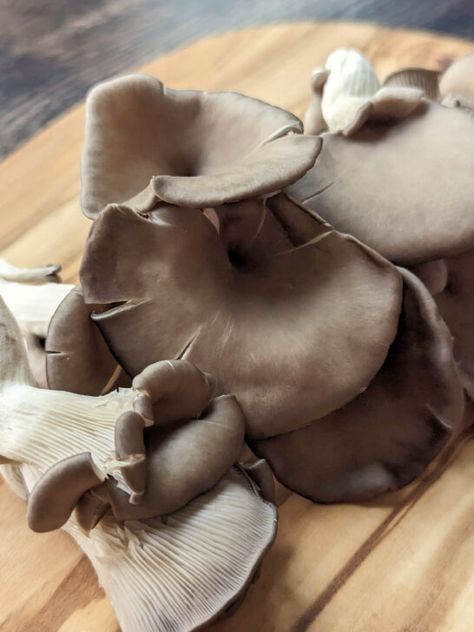 How to Store Oyster Mushrooms – Oyster mushrooms are delicious, but have you ever bought them and put them into the refrigerator with the best intentions, only to pull them … The post How to Store Oyster Mushrooms appeared first on Jamil Ghar. Freezing Mushrooms, How To Store Mushrooms, Types Of Oysters, Canned Oysters, Mushroom Names, Meat Replacement, Oyster Mushrooms, Edible Mushrooms, Meat Substitutes