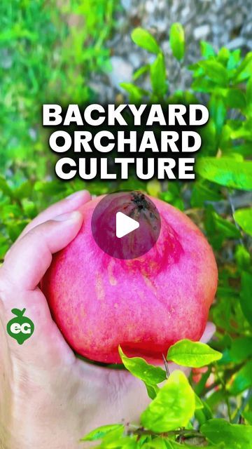 We help you grow. on Instagram: "If you’re a backyard grower who loves variety over quantity, this fruit-growing method is for you! It’s called Backyard Orchard Culture.

By pruning your trees in the summer to keep them manageable, planting them closer together, and selecting varieties that ripen at different times, you’ll enjoy a steady supply of delicious, diverse fruit throughout the season." Backyard Orchard, Fruit Growing, Garden Landscaping, Planting, Garden Ideas, Eden, Trees, Wonder, Fruit