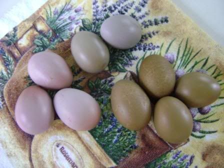 All the birds that laid these have the same two parents - an EE mom and a BCM dad. Americana Chickens Eggs, Chicken Genetics, Purple Eggs, Chicken Anatomy, Lavender Chicken, Chicken Egg Colors, Chicken Breeding, Olive Egger, Bird Nest Craft