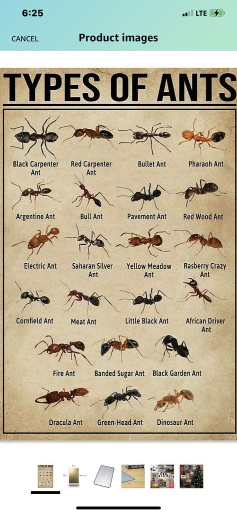 Orchard Mantis, Interesting Charts, Crawling Animals, Wood Ants, Sugar Ants, Big Cat Species, Types Of Ants, Different Bees, Ant Species