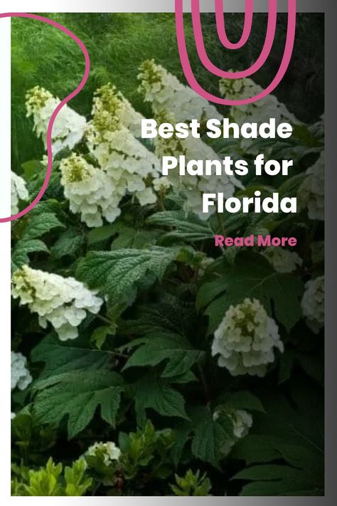 Discover the vibrant beauty of Florida through its sunlit landscapes and lush tropical blooms that flourish in the warm, humid climate. Homeowners possess a wealth of knowledge on planting choices best suited for our sunny weather - a plethora of options to create stunning backyard oases. As you explore gardening in Florida, remember that what thrives under the bright rays may not prosper in shaded areas. Embrace the unique gardening challenges and opportunities our state offers as you cultivate Plants For Florida, Shade For Dogs, Best Shade Plants, Gardening In Florida, Best Shade Trees, Best Plants For Shade, Florida Garden, Florida Landscaping, Alocasia Plant