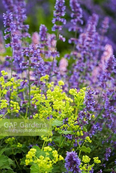 Colorado Flowers, Planting Combinations, Alchemilla Mollis, Rose Garden Design, Diy Garden Fountains, Deer Resistant Plants, Front Yard Garden Design, Planting Plan, Bee Garden