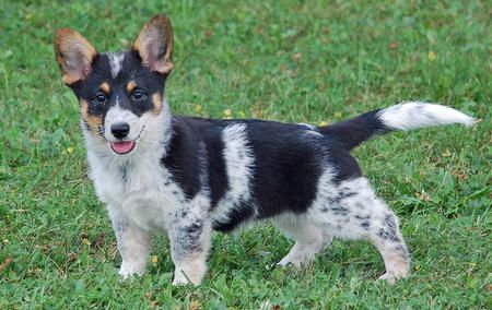 Temperament and Traits of a Corgi Mix | Cuteness Corgi Aussie Mix, Corgi Mix Puppies, Corgi Mix Breeds, Cowboy Corgi, Pembroke Welsh Corgi Puppies, Welsh Corgi Puppies, Australian Shepherd Puppies, Corgi Mix, Corgi Puppy