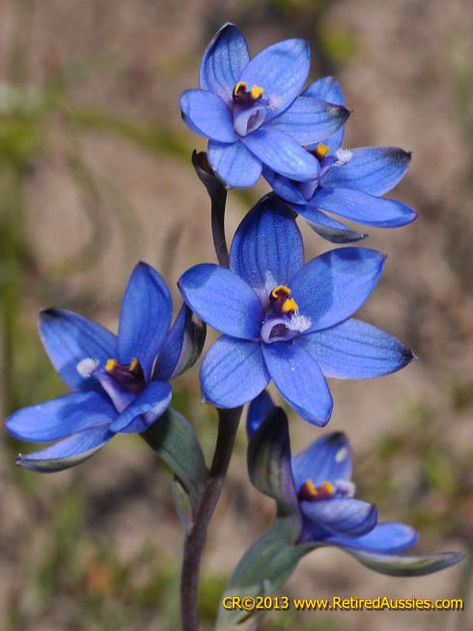 Thelymitra azurea Azure Sun Orchid Blue Orhidee, Blue Orchid Wedding Bouquet, Summer Azure Butterfly, Blue Sun Orchid, Blue Vanda Orchids, Blue Orchid Bouquet, Anggrek Biru Vietnam, Blue Orchid Flower, Australian Wildflowers