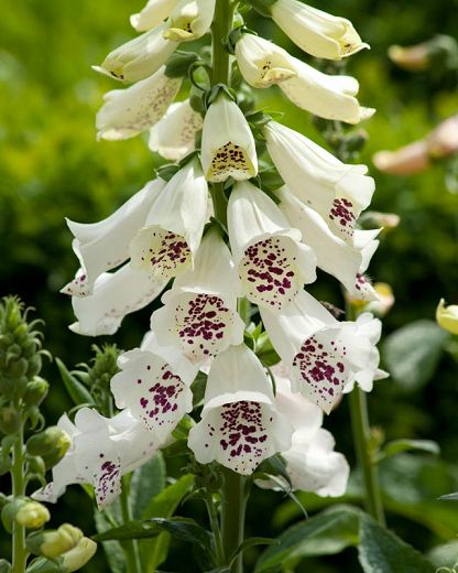 Digitalis Purpurea, Autumn Fern, Herbaceous Border, Hummingbird Garden, Mid Summer, Coastal Gardens, Buy Plants, Plant Combinations, White Gardens