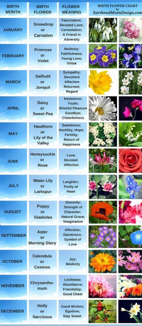 Flowers of the month Wildflowers Tattoo, Super Tattoo, Rose Sleeve, Flower Chart, April Birth Flower, Tattoo Rose, Flower Sleeve, Birth Flower Tattoos, Flower Meanings