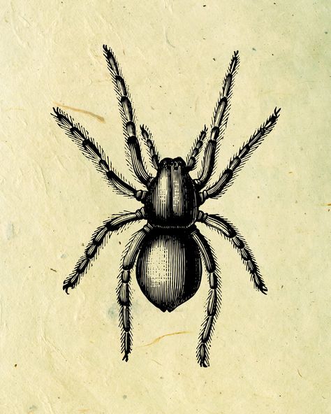 PRINTABLE Vintage Spider Print for Scary Victorian Wall Art, Ghoulish Digital Print of Vintage Spider Print, Creepy Halloween Art Print Spider Vintage, Creepy Spider Drawing, Tarantula Illustration, Vintage Spider Illustration, Spider Illustration, Spider Drawing, Victorian Wall Art, Vintage Spider, Creepy Spider