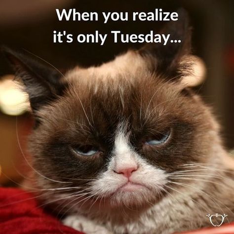 Tuesday Funny, Tuesday Meme, Tuesday Pictures, Its Only Tuesday, Bon Mardi, Motivational Memes, Morning Memes, Tuesday Quotes, Tuesday Humor