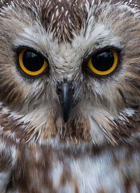 Owl Close Up, Animal Eyes Photography, Animal Eyes Close Up, Owls Eyes, Animals Eyes, Saw Whet Owl, Eyes Photo, Animal Eyes, Owl Photography