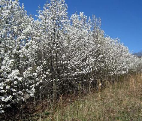 What's Wrong With Bradford Pears? Pyrus Calleryana, Bradford Pear Tree, Pear Trees, Pear Tree, White Tree, Whats Wrong, We Heart It, Pear, Trees