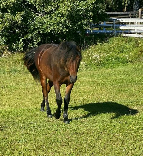 Bay Pony, Dartmoor Pony, Riding School, Star Stable, Equestrian Life, Horse Breeds, Beautiful Horses, Ponies, Drawing Reference