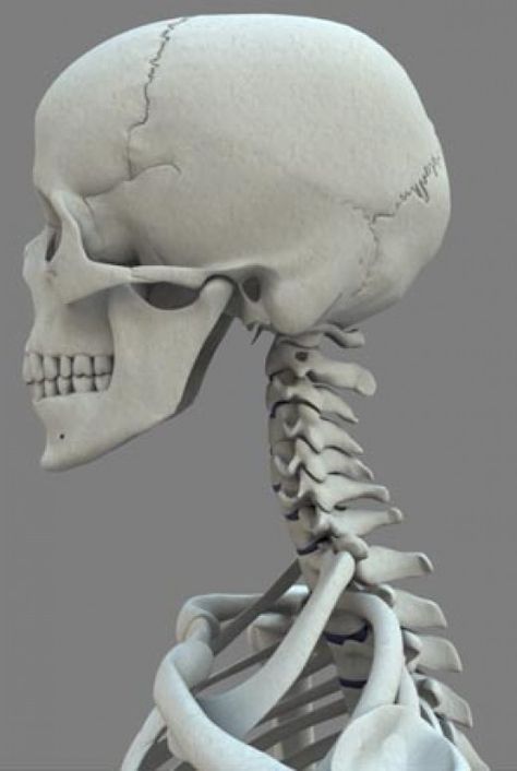 Neck Muscle Anatomy, Weak Bones, Human Skeleton Anatomy, Anatomy Bones, Skull Anatomy, Skull Reference, Skeleton Anatomy, Neck Bones, X Rays