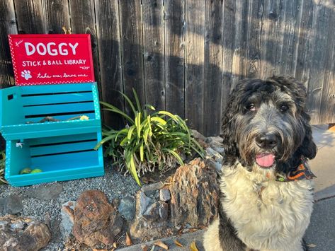 Meet the branch manager of Berkeley’s doggy stick-and-ball library — Berkeleyside Senior Project, Free Library, King Jr, Martin Luther King Jr, Martin Luther, Dog Stuff, Martin Luther King, Cute Dogs, Paper Crafts