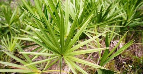 Saw palmetto is a species of palm used to produce a supplement that’s packed with health benefits. Here are 5 promising benefits and uses of saw palmetto. Sperm Health, Prostate Health Men, Saw Palmetto, Improve Hair Growth, Decrease Inflammation, Hormonal Changes, Herbal Remedies, Side Effects, Plant Care