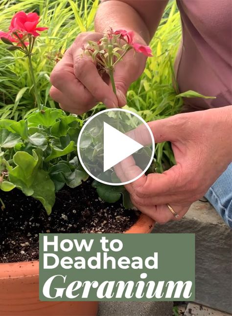 How to Deadhead Geraniums: Learn how to deadhead geraniums to keep them looking tidy all summer and producing more blooms. Pruning Geraniums, Propagating Geraniums, Geranium Planters, Wildlife Garden Design, Deadheading Flowers, Growing Geraniums, Geranium Care, Geraniums Garden, Lantana Plant