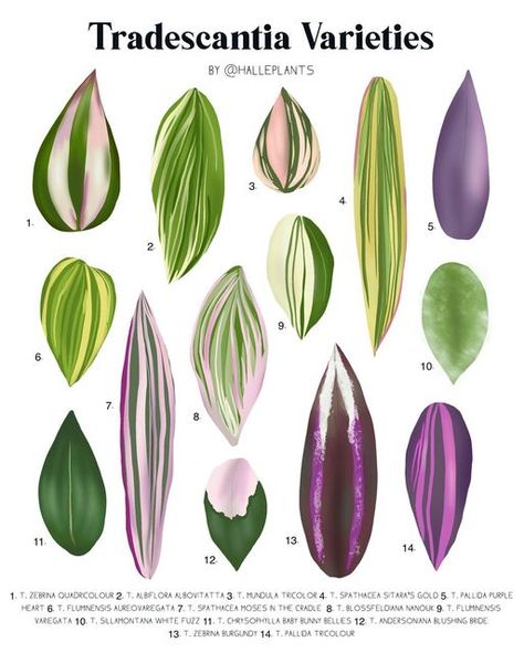 Halle Plants on Instagram: "TRADESCANTIA VARIETIES 🌿🪴🌱 PLANT IDENTIFICATION CHART! 1. Tradescantia Zebrina Quadricolour 2. Tradescantia Albiflora Albovitatta 3. Tradescantia Mundula Tricolour 4. Tradescantia Spathacea Sitara’s Gold 5. Tradescantia Pallida Purple Heart 6. Tradescantia Fluminensis Aureovariegata 7. Tradescantia Spathacea Moses in the Cradle 8. Tradescantia Blossfeldiana Nanouk 9. Tradescantia Fluminensis Variegata 10. Tradescantia Sillamontana White Fuzz 11. Tradescantia Chryso Plant Identification Chart, Tradescantia Varieties, Leaf Identification Chart, Plant Leaf Identification, Tradescantia Albiflora, Moses In The Cradle, Leaf Identification, Tradescantia Zebrina, Wandering Jew Plant