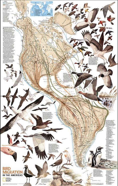 Use eBird’s collection of migration maps to track some of the birds in our beautiful high-res map—try Swainson’s hawk or the bobolink. Map by National Geographic Bird Migration Map, Animal Infographic, Penguin Species, Bird Identification, Nature Projects, Bird Migration, Science Illustration, Migratory Birds, Free Maps