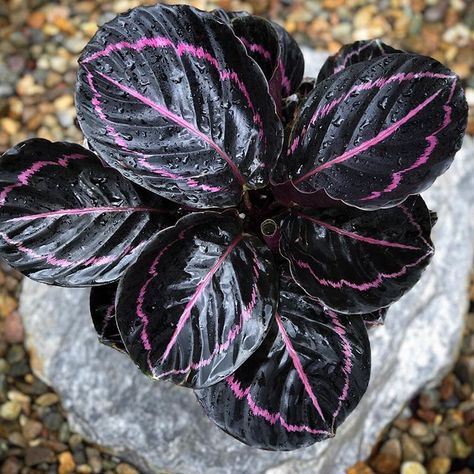 Isn’t she lovely 💜🖤 My Calathea Roseopicta 'Dottie' soaking up some much needed rain today Calathea Dottie, Calathea Rattlesnake Plant Care, Calathea Leopardina, Calathea Varieties, Calathea Roseopicta Care, House Jungle, Calathea Ornata, Plantarea Legumelor, Calathea Roseopicta