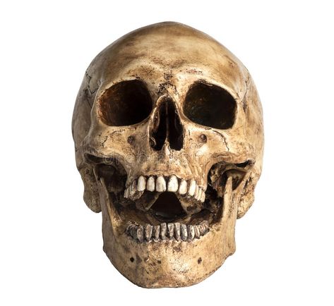 Skull model. In open the mouth pose isolated on white background , #AFF, #open, #mouth, #Skull, #model, #white #ad Skull Open Mouth, Open Mouth Drawing, Skull Anatomy, Skull Reference, Skull Model, Mouth Drawing, Skulls Drawing, Skull Illustration, Tattoo Style Drawings