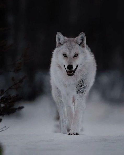 Wolf With Red Eyes, Gl Series, Wolf Clothing, Werewolf Aesthetic, Wolf Images, Wolf Photography, Wild Animals Pictures, Wolf Jewelry, Wolf Love