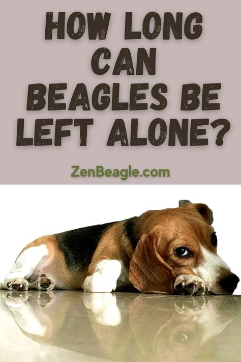 Cute beagle laying on the floor looking tired and relaxed Beagle Colors, Beagle Funny, Dog School, Corgi Funny, Dog Ideas, Go To School, Beagle Dog, Alone Time, Left Alone