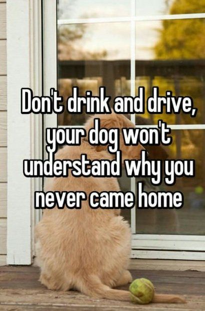 Embedded image Drive Quotes, Don't Drink And Drive, Drink And Drive, Dont Drink And Drive, Business Check, Dog Lady, Souvenir Shop, Crazy Dog, Whisper Confessions