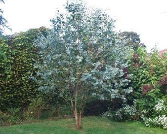 1000+ ideas about Eucalyptus Cinerea on Pinterest | Eucaliptus ... Eucalyptus Tree, Garden Shrubs, Luxury Garden, Native Garden, Garden Trees, Landscaping Plants, Large Plants, Garden Cottage, Trees And Shrubs