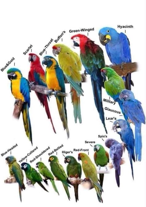 The Macaws -- I also like Catalina  Macam which are a hybrid.                                                                                                                                                                                 More Scarlet Macaw, Parrot Pet, Bird Aviary, Macaw Parrot, Colorful Parrots, Parakeets, Parrot Bird, Bird Pictures, Italian Greyhound