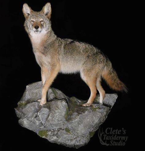 Wall hanging, life size, coyote mount. Coyote Mounts, Pretty Animals, Life Size, Taxidermy, Wildlife Art, Hunting, Animal Art, Wall Hanging, Animals