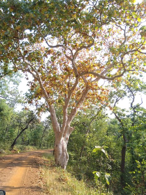 There is nothing ghostly (or ghastly) about these trees. So why do these trees, which are found only in central Indian forests, are called so? Indian Forest Photography, Indian Forest, Architect Student, Forest Photography, Diy Travel, Travel Diy, An Architect, The Ghost, Photography Blog