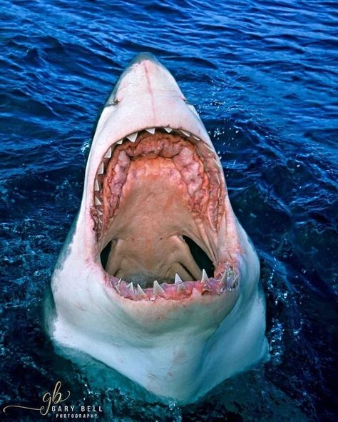 Who says this isn’t scary 😧 : sharks Great White Shark Mouth Open, Sharks Mouth, Shark Mouth Open, Shark Photography, Animal Mouth, Poster Moodboard, Silly Sharks, Great White Shark Teeth, Pottery Idea