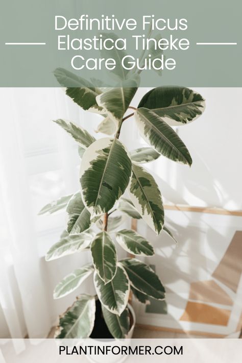 Discover how to nurture your Ficus Elastica Tineke into a thriving indoor plant with our comprehensive care guide, featuring essential tips on lighting, watering, and more. Tineke Ficus, Ficus Elastica Tineke, Ficus Tineke, Insecticidal Soap, Ficus Elastica, Rubber Plant, Rubber Tree, Liquid Fertilizer, Neem Oil